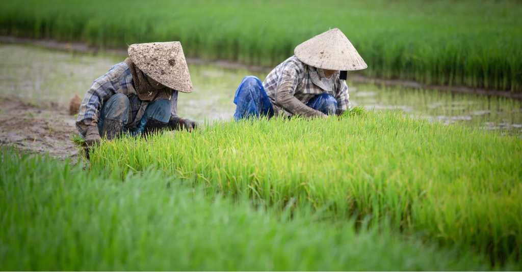 Pengamat: Indonesia Sukses Tingkatkan Produktivitas Padi dan Jagung