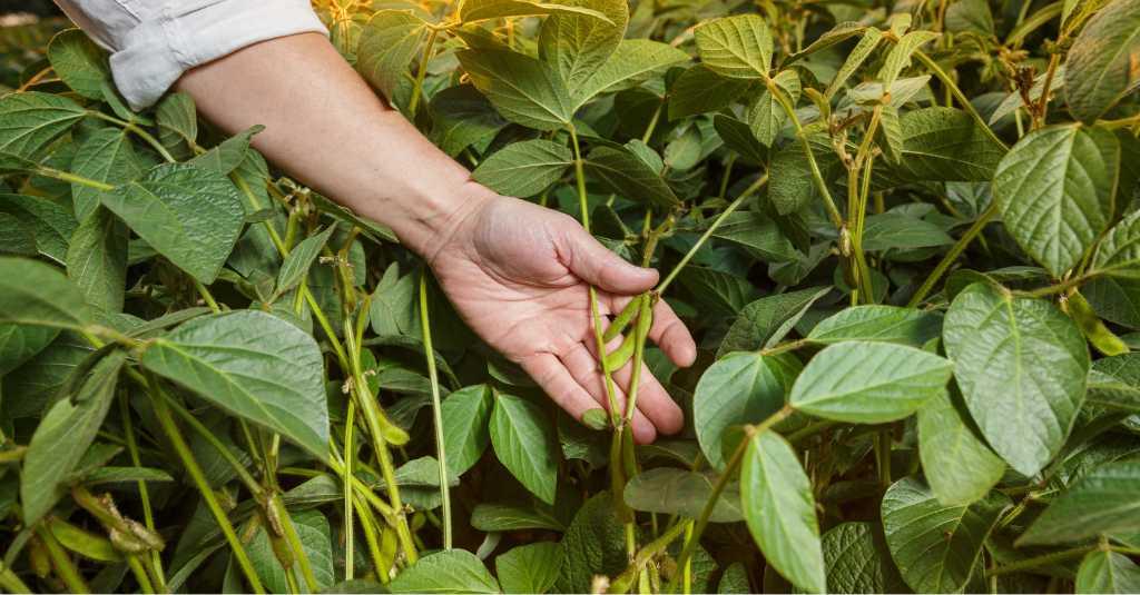 Dukung Ketersedian Pangan, Mahasiswa Unhas Terjun Langsung Tanam Kedelai