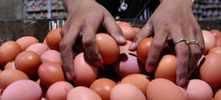 Warning! Konsumsi Telur Busuk Mengancam Jiwa Raga, Muntah, Demam dan Diare