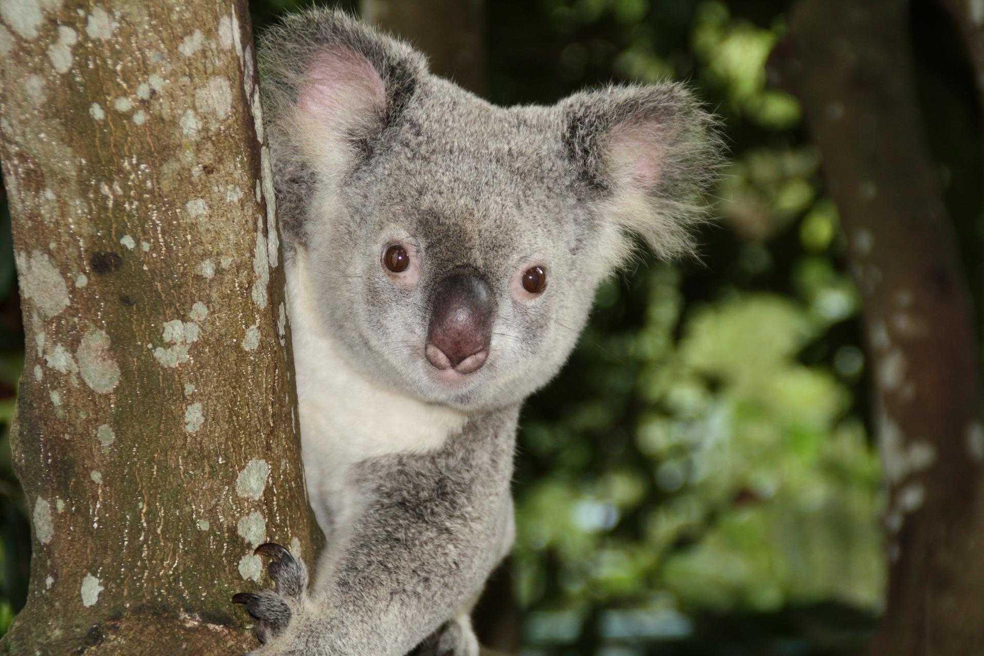 Sperma Koala Australia Dibekukan untuk Cegah Kepunahan, Kata Para Peneliti