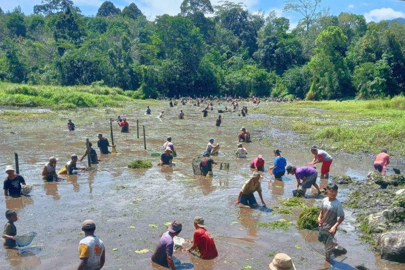 Ramaikan Hari Paskah, Warga  Desa Pisak, Kalimantan Barat Tangkap Ikan Keroyokan