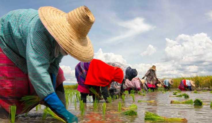 Seorang Petani Tewas Ketiban Pohon Lapuk di Banjarnegara Pagi Hari