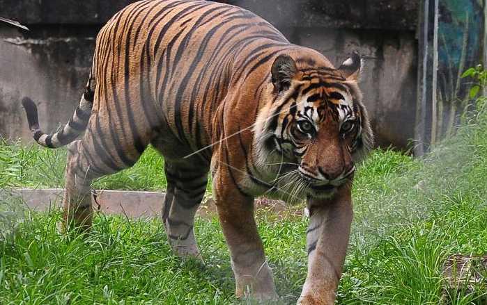 Ngeri, Detik-detik Dokter Hewan Diterkam Harimau Sumatra yang Mau Diselamatkan dari Perangkap