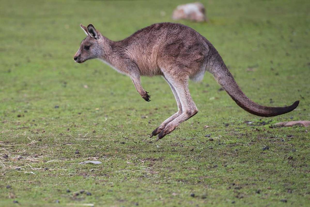 Emak-emak 69 Tahun Diterkam Kanguru di Australia, Ditendang dan Diinjak Berkali-kali