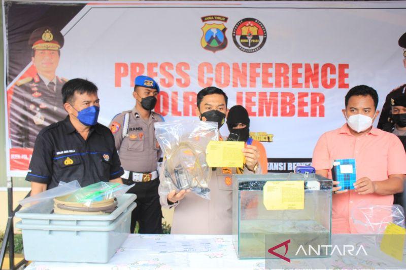 Polres Jember Gagalkan Pengepul 1.300 Benih Lobster Ilegal