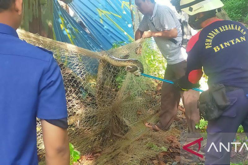 Ular Sanca 3,7 Meter ‘Mampir’ ke Kedai Kopi, Petugas Damkar Bintan Dikerahkan
