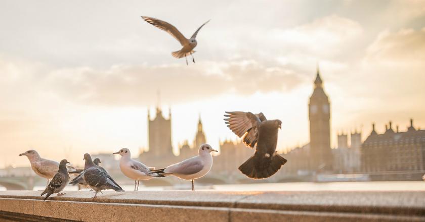 Jangan Coba-coba Beri Makan Merpati di Thailand? Hati-hati Ada Ancaman Penjara