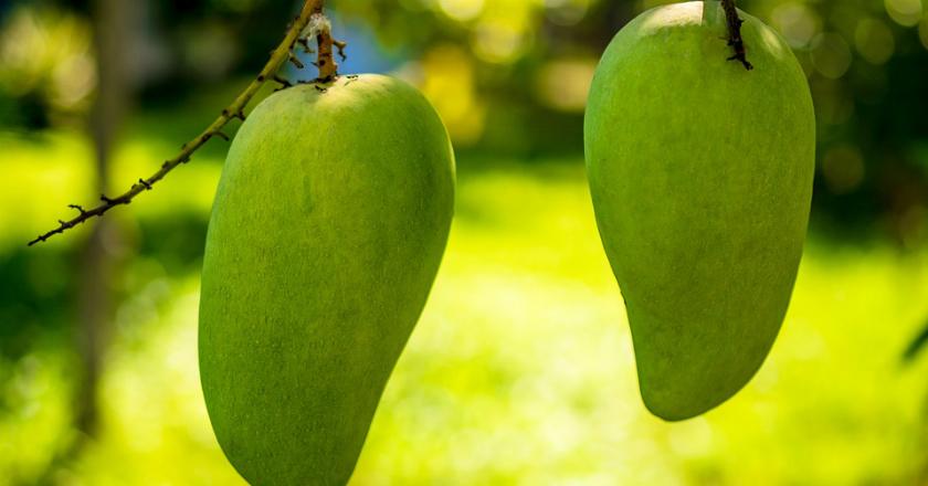 Kulit Mangga Ternyata Bisa untuk Mengurai Limbah Minyak Loh