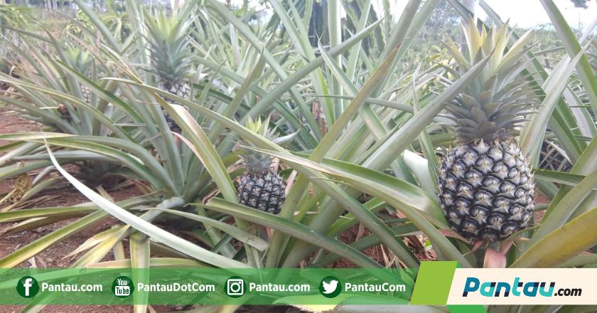 China Buka Keran Impor, Buah Tropis Tanah Air Siap Terbang