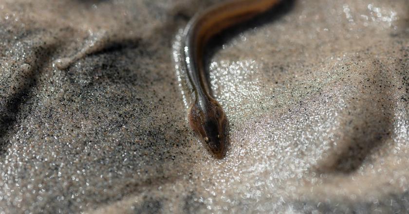 Pria Asal Inggris Tewas Akibat Digigit Ular Laut di Australia