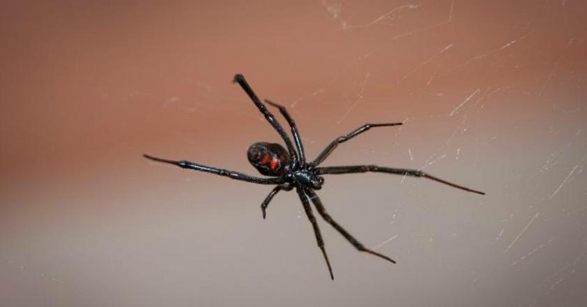 Laba-laba Paling Berbahaya di Inggris Lepas, 4 Sekolah Langsung Diliburkan