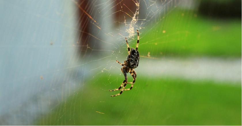 Laba-laba Australia yang Mematikan Rupanya Efektif Bunuh Sel Kanker