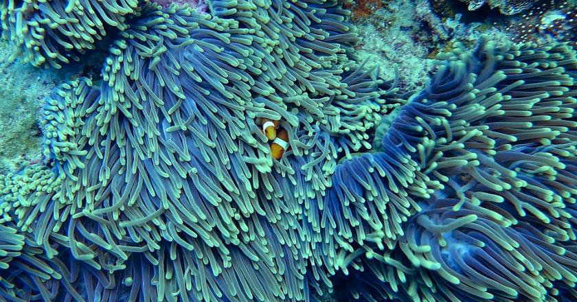 Gawat, Batubara Ancam Eksistensi Terumbu Karang