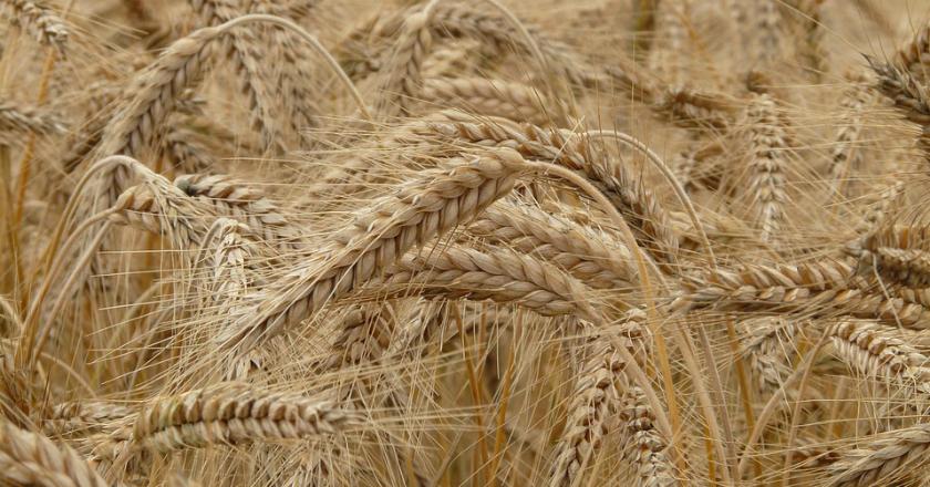 Demi Redakan Krisis Pangan Global, Turki Dukung PBB Lanjutkan Ekspor Gandum Ukraina