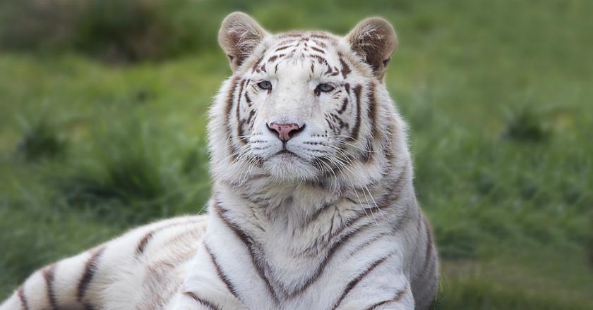 Diterkam Harimau Putih, Penjaga Kebun Binatang Jepang Tewas Seketika