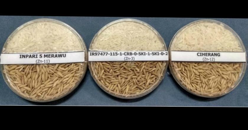 Atasi Stunting, Varietas Baru Padi dengan Zinc Tinggi Siap Diluncurkan