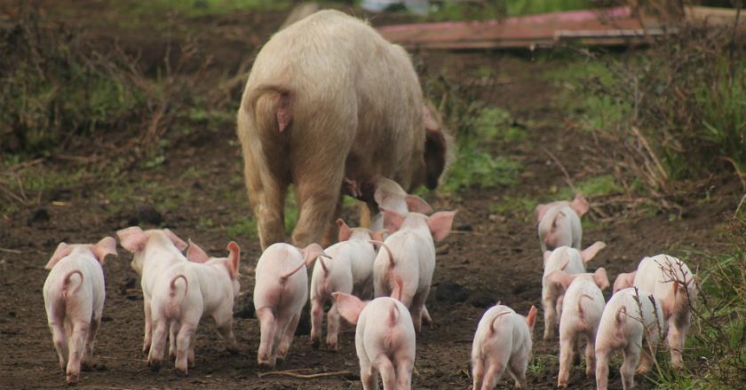 Pemerintah Rumania Berikan Bantuan untuk Peternak Korban Flu Babi