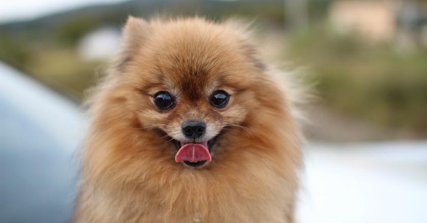 Hunger Games: Perkelahian Anjing Dengan Burung Beo Ini Bikin Gemes