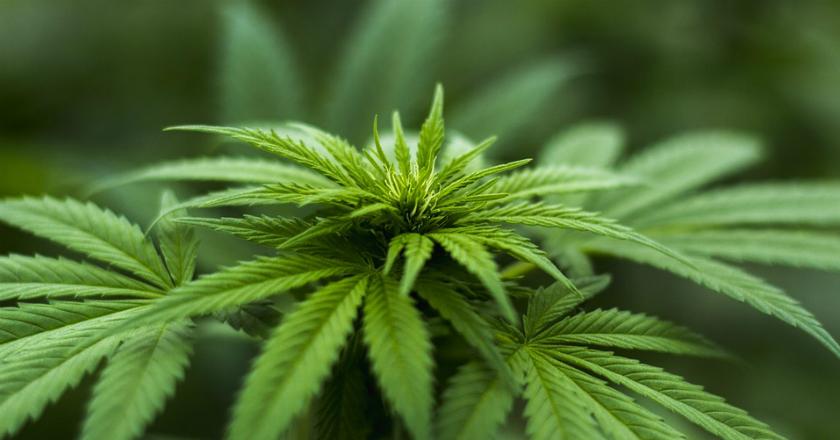 Inggris Bakal Legalkan Ganja Mulai 1 November Mendatang
