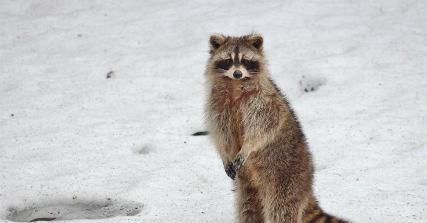 Naiki Gedung Tinggi, Rakun Ini Justru Mendadak Terjun Bebas Seperti Seorang Bos