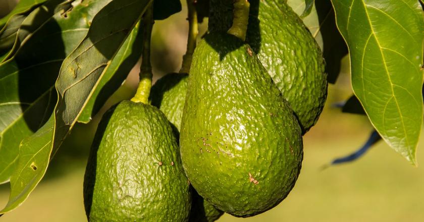 Ingin Awet Muda? Coba Gunakan Masker Berbahan Sederhana Ini