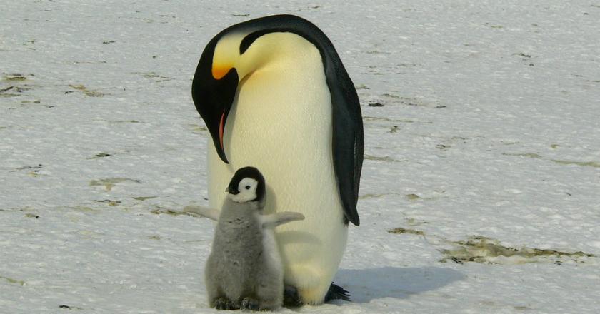 Duh! Pukuli 6 Pinguin hingga Mati, Hukuman Pria Ini Diperberat