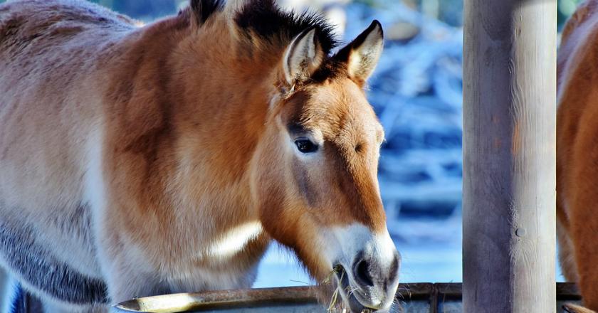 Yunani Adopsi Kata-kata 'Hewan Juga Punya Rasa'