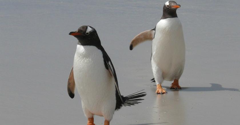 Tak Hanya Manusia, Ternyata Binatang juga Bisa Jadi Kaum LGBT