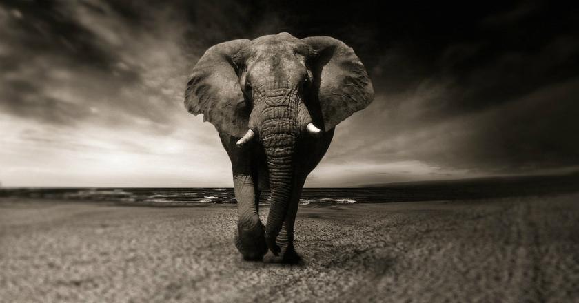 Sadis! Krim Kulit Manusia Ternyata Didapat Setelah Menguliti Gajah Hidup-hidup