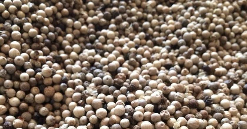 Kementan Ulang Masa Kejayaan Lada Tanah Air Sebagai King of Spices