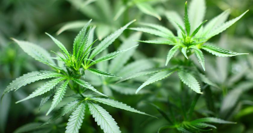 Kanada Resmi Legalkan Ganja, Pertumbuhan Ekonomi Diklaim Naik 1,1 Miliar Dolar