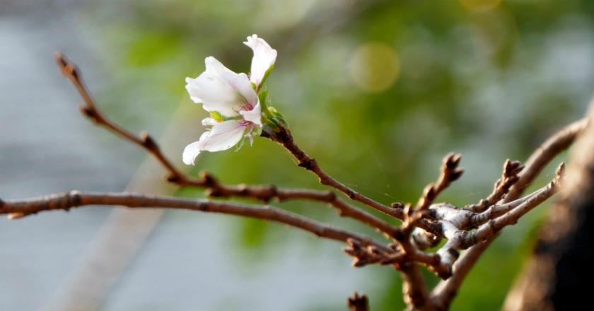 Wow, Topan Membuat Bunga Sakura di Jepang Mekar Sebelum Waktunya