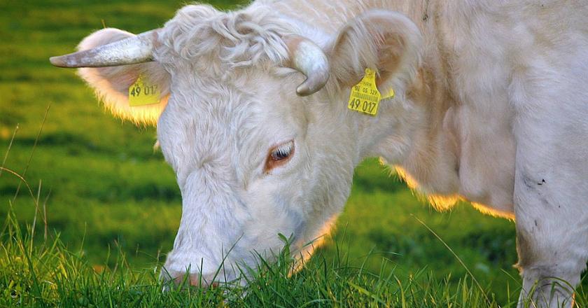 Penyakit Sapi Gila Serang Peternakan di Skotlandia