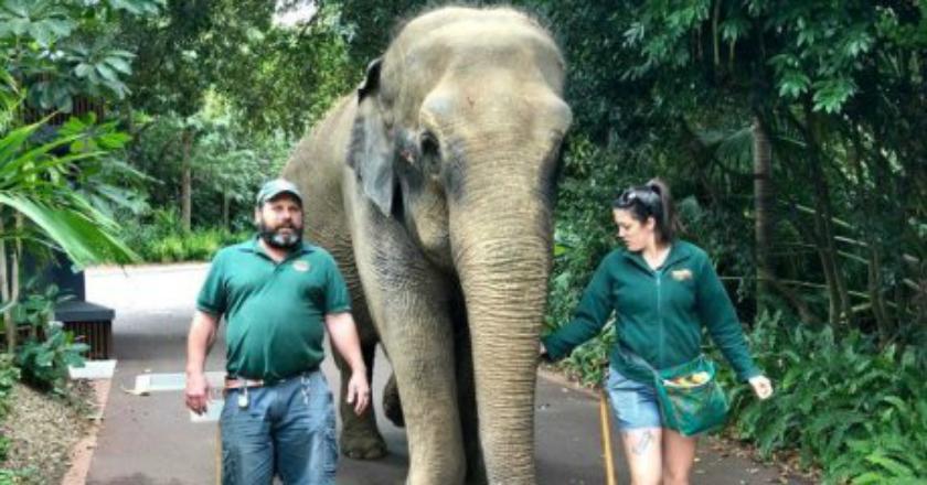 Kebun Binatang Perth Tidak Akan Pelihara Gajah Lagi
