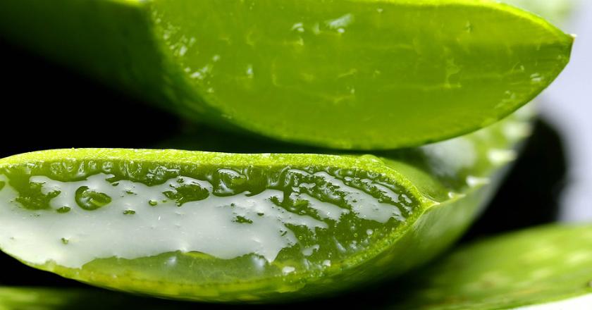 Yuk Kenali Lagi Manfaat Lidah Buaya untuk Kecantikan dan Kesehatan