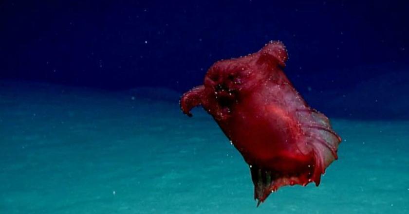 Pertama Kali Terekam Kamera, 'Monster Ayam Tanpa Kepala' di Samudera Selatan