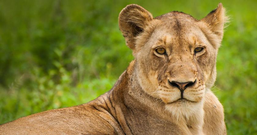 Setelah 8 Tahun Bersama, Singa Betina Ini Bunuh Pasangannya