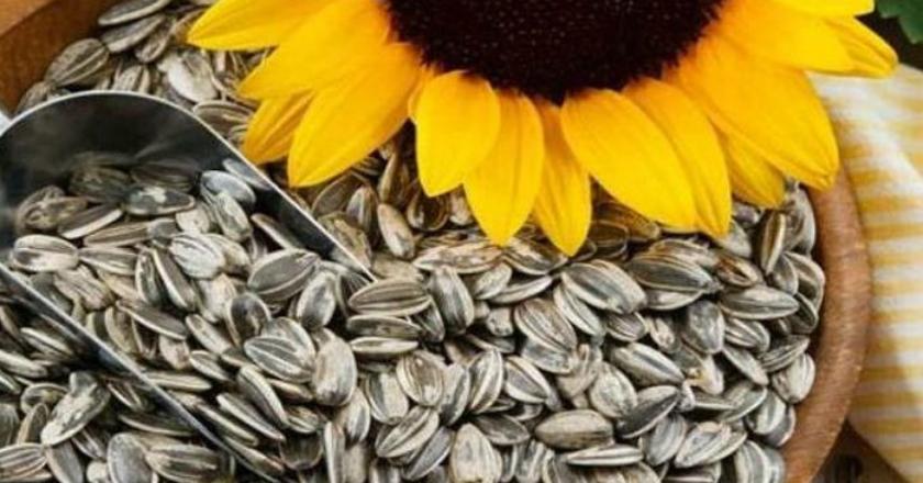 Meski Ukurannya Kecil Tapi Kuaci Memiliki Manfaat yang Besar