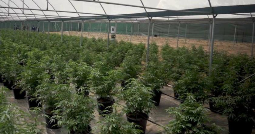 Wow, Polisi Temukan Kebun Ganja Senilai Rp100 Miliar