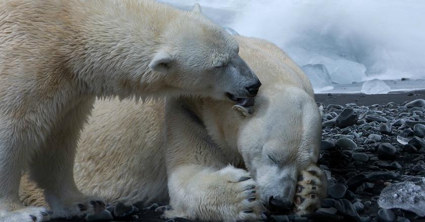 Ganggu Beruang Kutub Sedang Kawin, Pria Asal Norwegia Ini Menginap di Hotel Prodeo