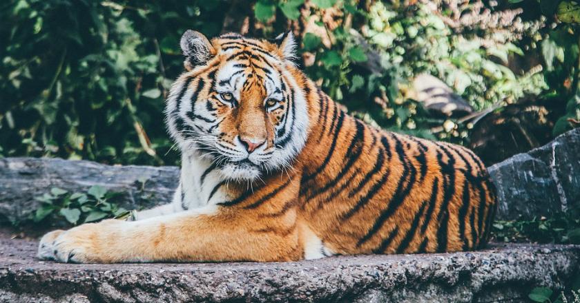 Parfum Channel No. 5 Hingga Old Britney Favorit Para Harimau