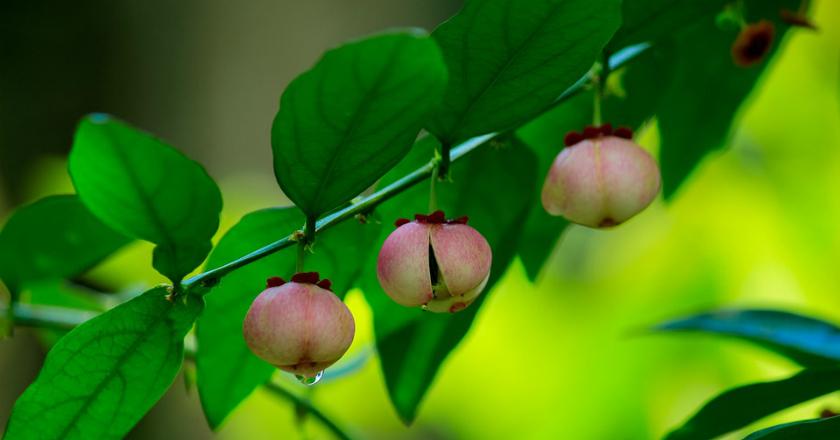Manfaat Besar Daun Katuk untuk Produksi ASI
