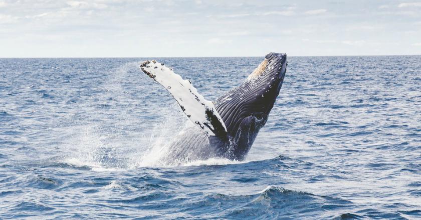 Waduh, Paus Dibikin Stres oleh Kapal Kargo yang Melintasi Jepang
