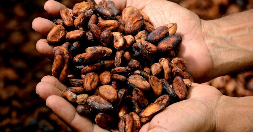 Selain Enak Dimakan, Kakao Juga Punya Manfaat untuk Kecantikan