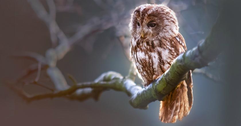 5 Fakta Unik Burung Hantu yang Bikin Kamu Kaget