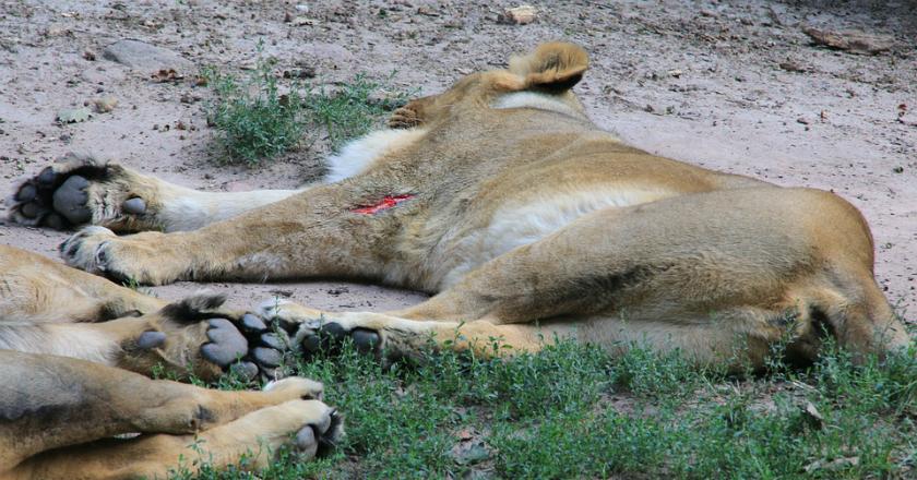 12 Hewan Ditarik dari Kebun Binatang Albania Lantaran Kekurangan Gizi