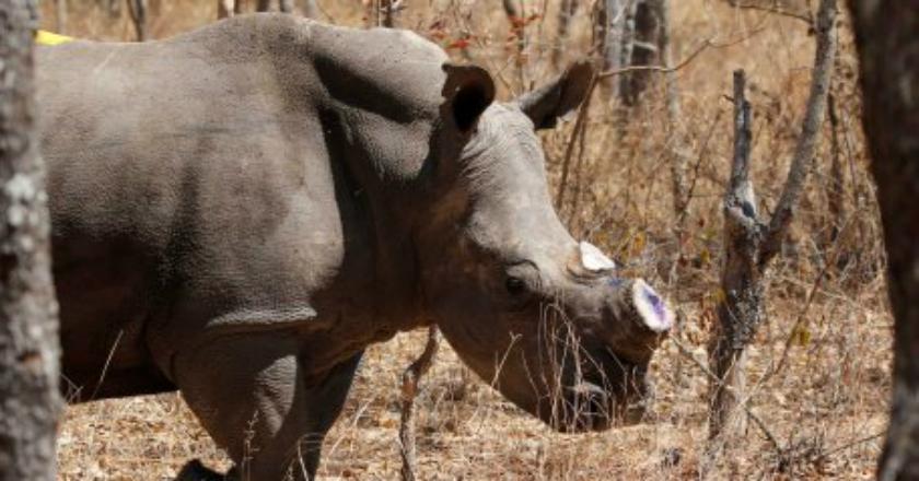 China Legalkan Tulang Harimau dan Cula Badak untuk Pengobatan