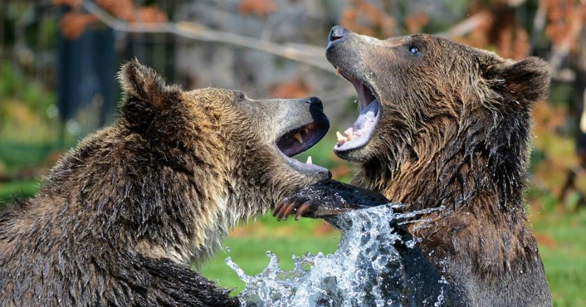Horor! Kelompok Beruang Mangsa Seekor Serigala dengan Brutal