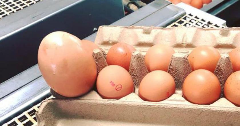 Aneh Tapi Nyata, Ada Telur di Dalam Telur