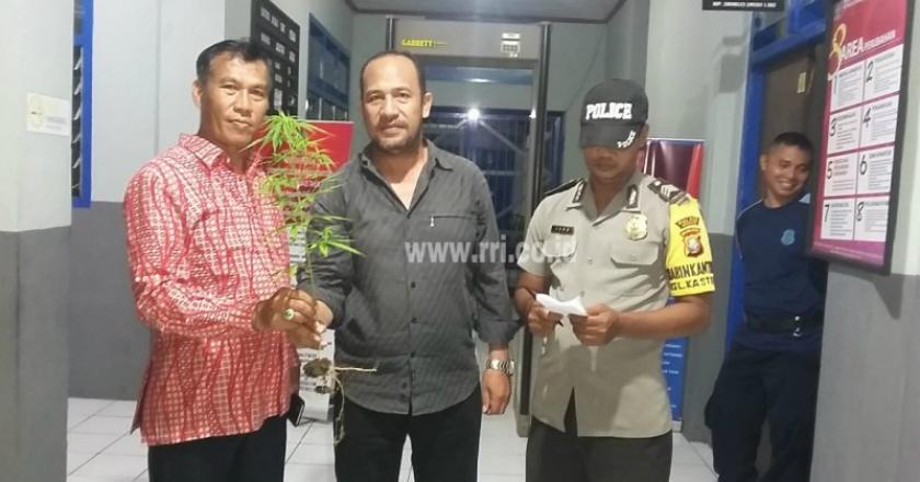 Gak Ada Takutnya! Narapidana Diduga Tanam Pohon Ganja di Lapas